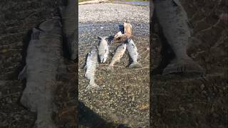 Catching GIANT Fish fishing salmon bigfish [upl. by Imogene]