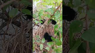 Baby WaterhenWaterhen nestshortvideo shortsfeed fypシ゚viral youtubeshorts waterhen [upl. by Meece]