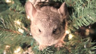 Chinchilla Christmas Ornaments [upl. by Eanahc]