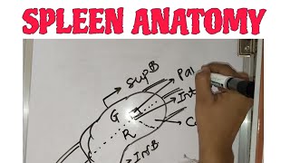 Spleen Anatomy  Anatomy Demo Lecture 🪧 Bams first year [upl. by Harl]