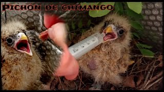 Primera alimentación de pichón de Chimango Increíble como come carne [upl. by Aluap]