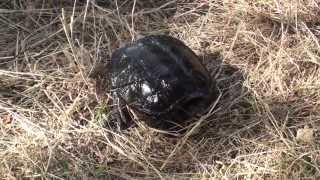 Un bébé tortue hargneuse déjà dangeureux La vallée des tortues Sorède France [upl. by Gay622]