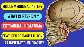 MIDDLE MENINGEAL ARTERY  Pterion  Parietal Bone  Extradural hematoma [upl. by Ottinger694]