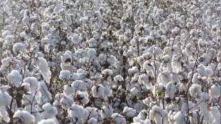 Cotton on Palmer Farms 2012 Holly Island AR [upl. by Edie38]