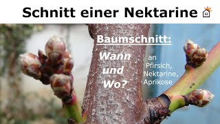 Nektarinenschnitt Baumschnitt an Nektarine Pfirsich [upl. by Omiseno]