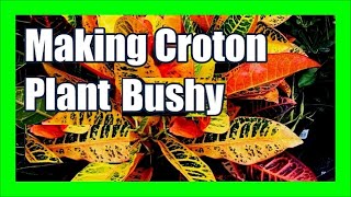 How To Make Croton Plant Bushy Branch Out Croton Plants [upl. by Alexandria]