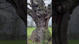 Ancient Oaks amp pollarded Chestnuts in Christchurch Park Ipswich nature travel [upl. by Samantha]