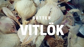 Odla vitlök  sätt på hösten [upl. by Ungley]