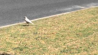 White Albino Magpie oneinamillion Rare footage [upl. by Eerpud838]