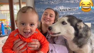 Over Excited Husky Cannot Contain Her Excitement With New Family Baby💖 CUTEST VIDEO EVER [upl. by Deadman881]