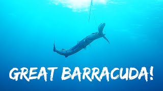 BARRACUDA ATTACKS in front of my FACE [upl. by Sirovaj]