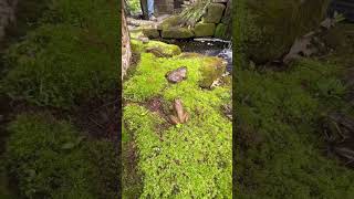 My father loves throwing worms to the frogs frogs worms frogsloveworms frogfriday happyfriday [upl. by Elizabeth646]