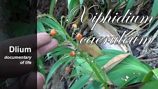 Tampis Xiphidium caeruleum  part 1 [upl. by Evette]