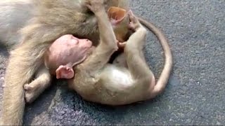 Baby monkey wails and weeps over the body of dead mother [upl. by Beal]