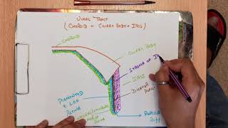 IrisAnatomy of Eye Part 6 Structure of Iris Reason for different eye colour [upl. by Anitsirc]