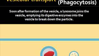 Vesicular Transport [upl. by Ydissahc]