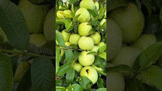 Guava bud fast growing short shorts fruit [upl. by Narcis]