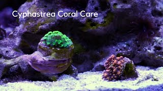 Cyphastrea Coral Care Tips [upl. by Warenne]