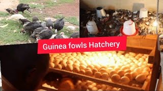 Most Profitable FarmingHow He Started His Guinea Fowls Hatchery Business [upl. by Stronski29]