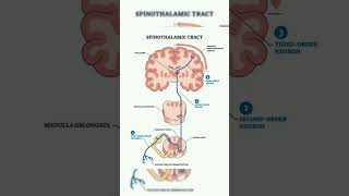 Spinothalamic Tract shorts [upl. by Garrot227]