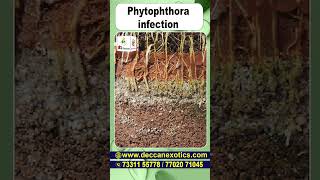 Phytophtora Infection in Hindi  Avocado Care Tips  shorts ytshorts avocadofarming avocadofruit [upl. by Adhern999]