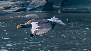 Stellers Sea Eagle hunting for food 참수리의 먹이 사냥  Reposted [upl. by Ettezus]