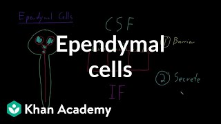 Ependymal cells  Nervous system physiology  NCLEXRN  Khan Academy [upl. by Adlaremse]