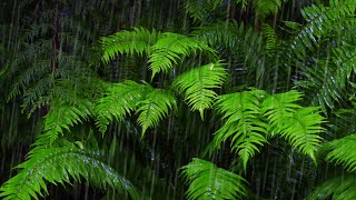 Fall Asleep with 10Hour Rainforest Ambience  Rain Sounds for Sleeping amp Relaxation [upl. by Knowlton]