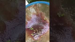 Daphnia culture unlimited live food for betta fish [upl. by Galan]