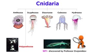 Phylum Cnidaria Part 7 Myxozoa and Polypodiozoa [upl. by Elleral]