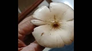 Recording biology and spore print of Termitomyces fuliginosus a rare ROEN OLAMI species in Canacona [upl. by Imoyn]