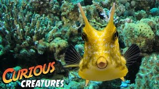 Longhorn Cowfish  Curious Creatures [upl. by Bobine]