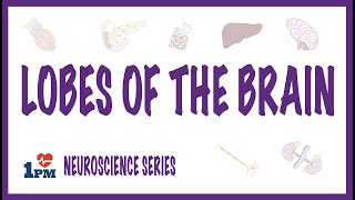 LOBES OF THE BRAIN [upl. by Bunny]