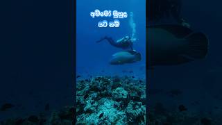 trending අම්මෝ මුහුද යට නම් AMAZING Dive Secrets Revealed [upl. by Regdirb]