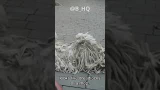 The Majestic and Mysterious Komondor  Unraveling the Myth Behind Hungarys Unique Dreadlock Dog [upl. by Norreht]