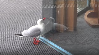 Red billed gull attacks reflection [upl. by Minta]