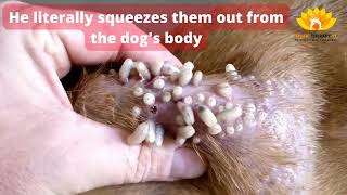 How to treat a dog with Mango Worms Infestation 😲 [upl. by Ylra]