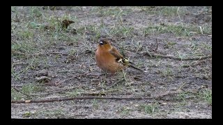 chaffinch sound 2017 in UHD  4K by ani male [upl. by Attenauq]