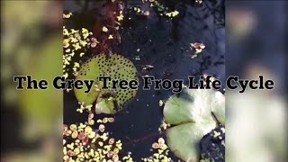 The Frog Life Cycle  Grey Tree Frogs [upl. by Boulanger250]