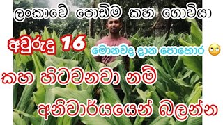 කහ වගාව පිලිබද මුලික දැනුම  kaha wagawa  kahawagawa කහ කහවගාව  කහඅස්වැන්න sinhala [upl. by Aryc]