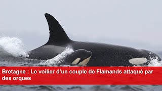 Bretagne  Le voilier d’un couple de Flamands attaqué par des orques [upl. by Yunfei]