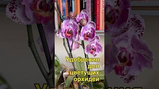 данапротасова orchideenpflege орхидеи orchideen зебо орхидеибабочки [upl. by Lynnett]