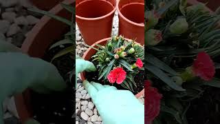 Repotting carnation plant gardening diy carnation [upl. by Llerdnam]