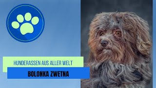 Bolonka Zwetna [upl. by Hobard]