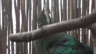 Livingstones Turaco sings [upl. by Aiden]