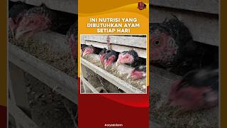 Ini Nutrisi yang Dibutuhkan Ayam Setiap Hari [upl. by Cavit]