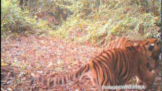 Camera captures tiger cubs in forest under imminent threat of clearing [upl. by Yroc]