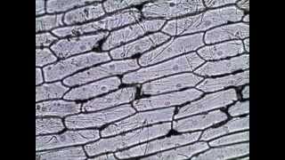 Onion Skin Epidermal Cells How to Prepare a Wet Mount Microscope Slide [upl. by Ellery]