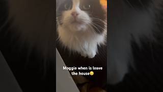 Moggie in distress because I stepped outside Hers was such a special love 😿 cats catvideos [upl. by Leyes]