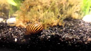 Neritina parallela snail  escargot [upl. by Debor367]